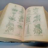 Antique Physician Books - thumbnail 24 of 24
