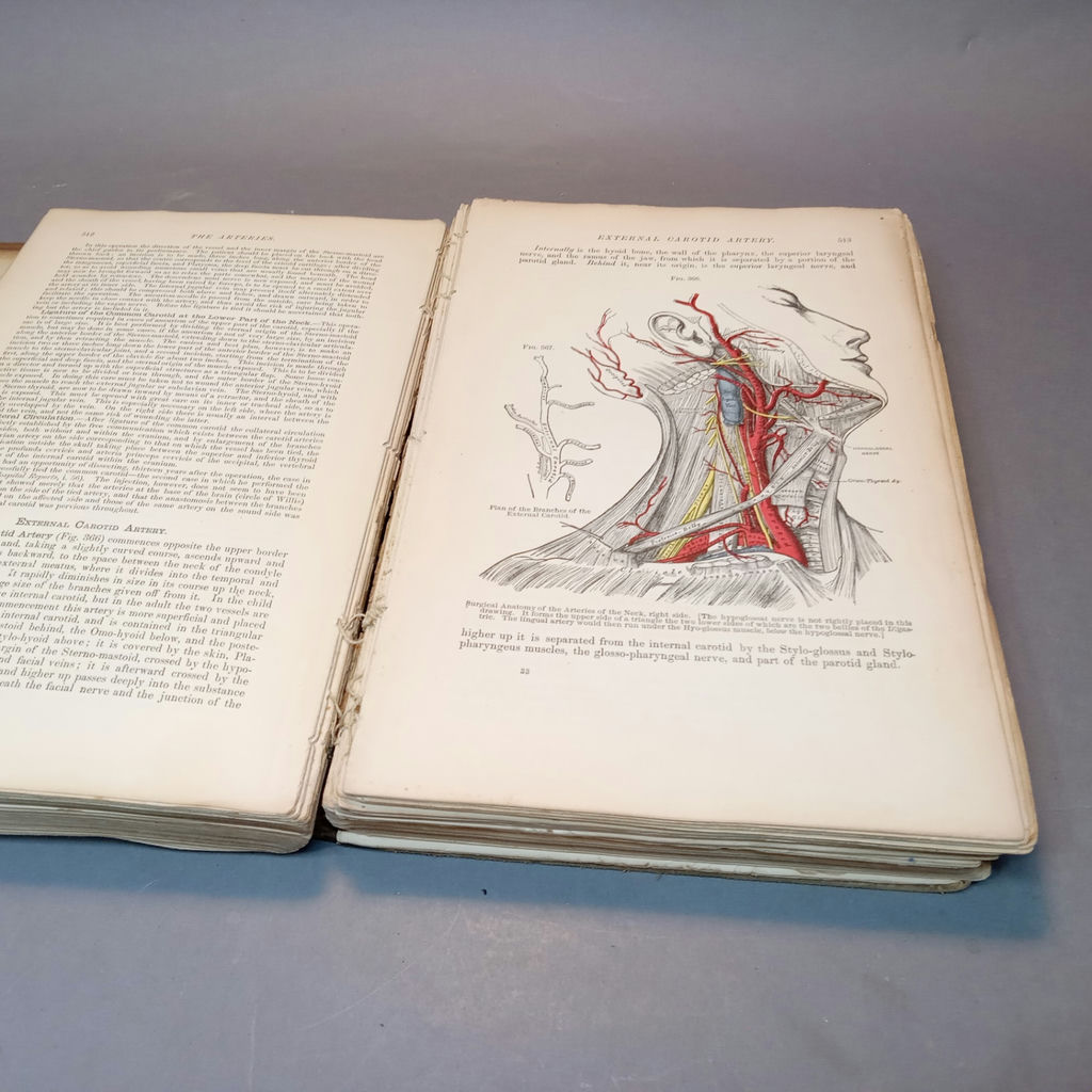 Antique Gray's Anatomy Books - image 5 of 16