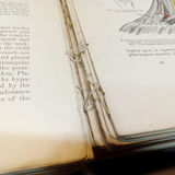 Antique Gray's Anatomy Books - thumbnail 6 of 16