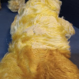 Vintage Mohair Teddy Bears & Top Hat - thumbnail 8 of 20
