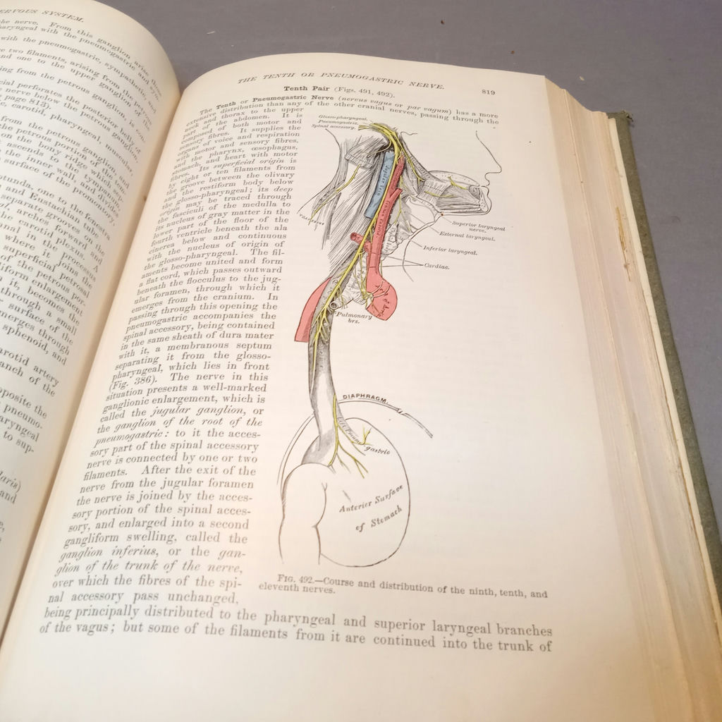 Antique Gray's Anatomy Books - image 14 of 16