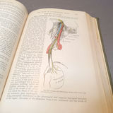 Antique Gray's Anatomy Books - thumbnail 14 of 16