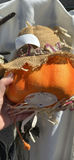 Halloween Skeleton Hanging Decoration and Pumpkin Scarecrow Figure - thumbnail 6 of 7