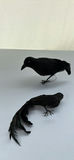 Black Feather Costume Wings, Blackbirds and Black Crinoline Slip - thumbnail 9 of 10