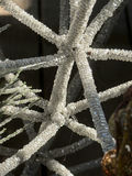 Christmas Decor Assortment with Merry Xmas Bucket and Pinecone Ornament - thumbnail 23 of 23