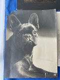 Children, Young And Old, and Dogs Cabinet Photos, Photos - thumbnail 8 of 8