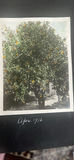 Coming Photos California Mountains 1916 Guides Come Colorized - thumbnail 2 of 20