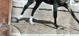 Vintage Horse Racing Press Photos (lot of 4) - thumbnail 12 of 16