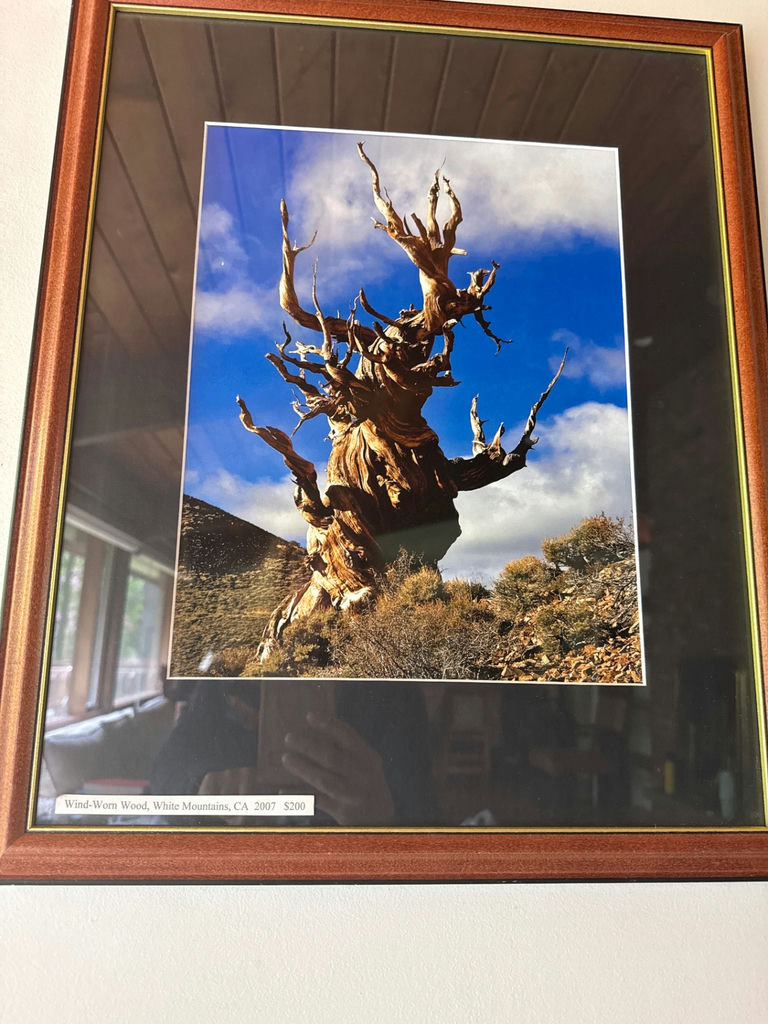 Framed photograph of a wind-worn tree - image 2 of 2