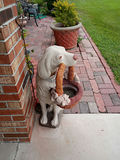 Dog Garden Statue with Basket - thumbnail 2 of 3