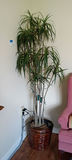 Artificial Indoor Tree in Woven Basket Planter - thumbnail 1 of 3