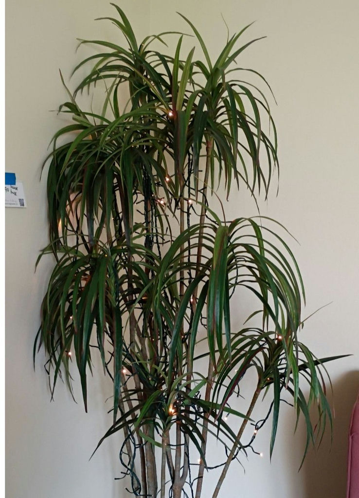 Artificial Indoor Tree in Woven Basket Planter - image 2 of 3