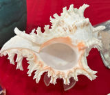 Seashells, vase, and decorative glass objects - thumbnail 2 of 6