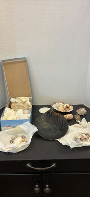 Collection of Seashells and Coral Pieces - Image 1 of 9