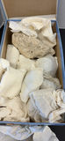 Collection of Seashells and Coral Pieces - thumbnail 8 of 9