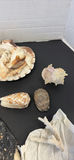 Collection of Seashells and Coral Pieces - thumbnail 5 of 9