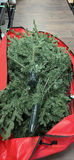9 Foot Pre-Lit Christmas Tree with Stand and Storage Bag - thumbnail 1 of 9