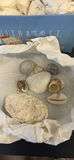Collection of Seashells and Coral Pieces - thumbnail 7 of 9