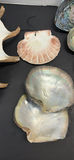 Seashells and Abalone Shells - thumbnail 4 of 8