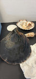 Collection of Seashells and Coral Pieces - thumbnail 2 of 9