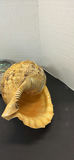 Seashells and Abalone Shells - thumbnail 7 of 8