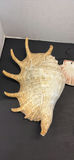 Seashells and Abalone Shells - thumbnail 2 of 8