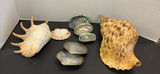 Seashells and Abalone Shells - thumbnail 1 of 8
