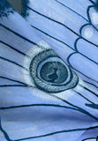 Moth Kite - thumbnail 3 of 4