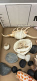 Seashells, Stones, and Polished Rocks - thumbnail 5 of 11