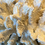 White Coral Decorative Piece - thumbnail 5 of 7