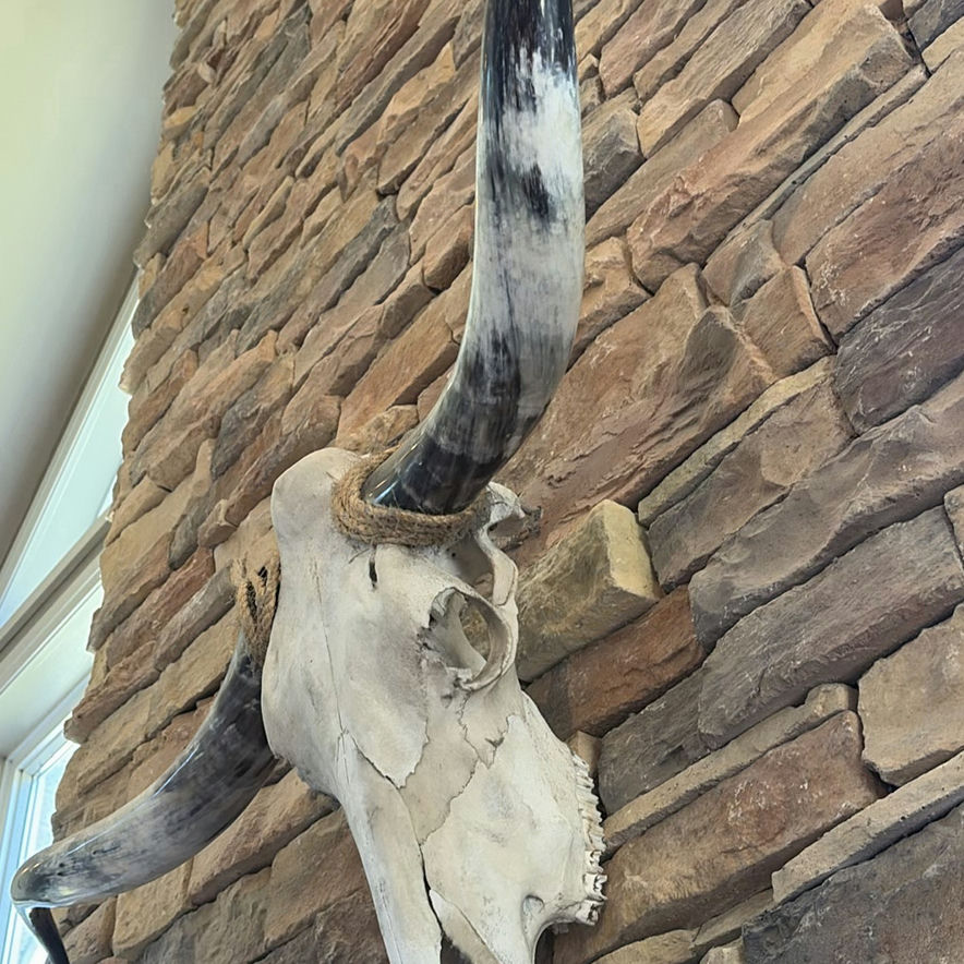 Longhorn Skull - image 4 of 9