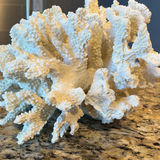 White Coral Decorative Piece - thumbnail 6 of 7