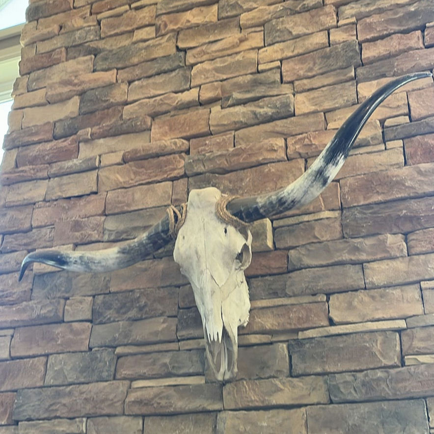 Longhorn Skull - image 2 of 9
