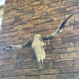 Longhorn Skull - thumbnail 2 of 9
