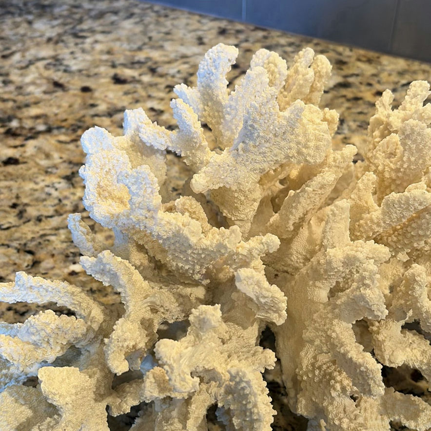 White Coral Decorative Piece - image 3 of 7