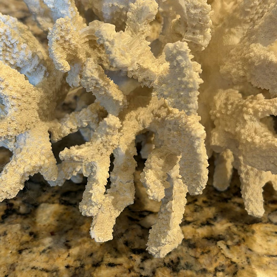 White Coral Decorative Piece - image 2 of 7