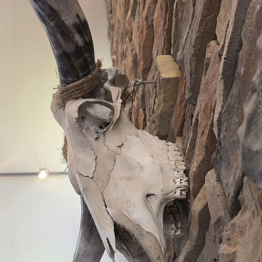 Longhorn Skull - image 6 of 9