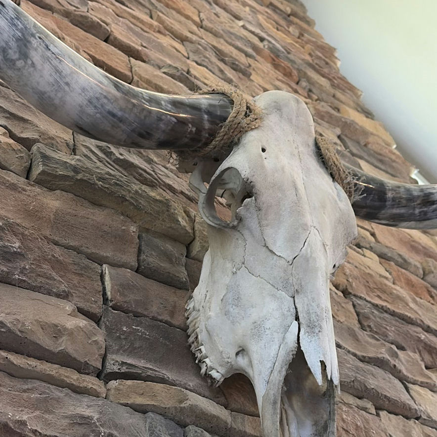 Longhorn Skull - image 8 of 9