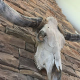 Longhorn Skull - thumbnail 8 of 9