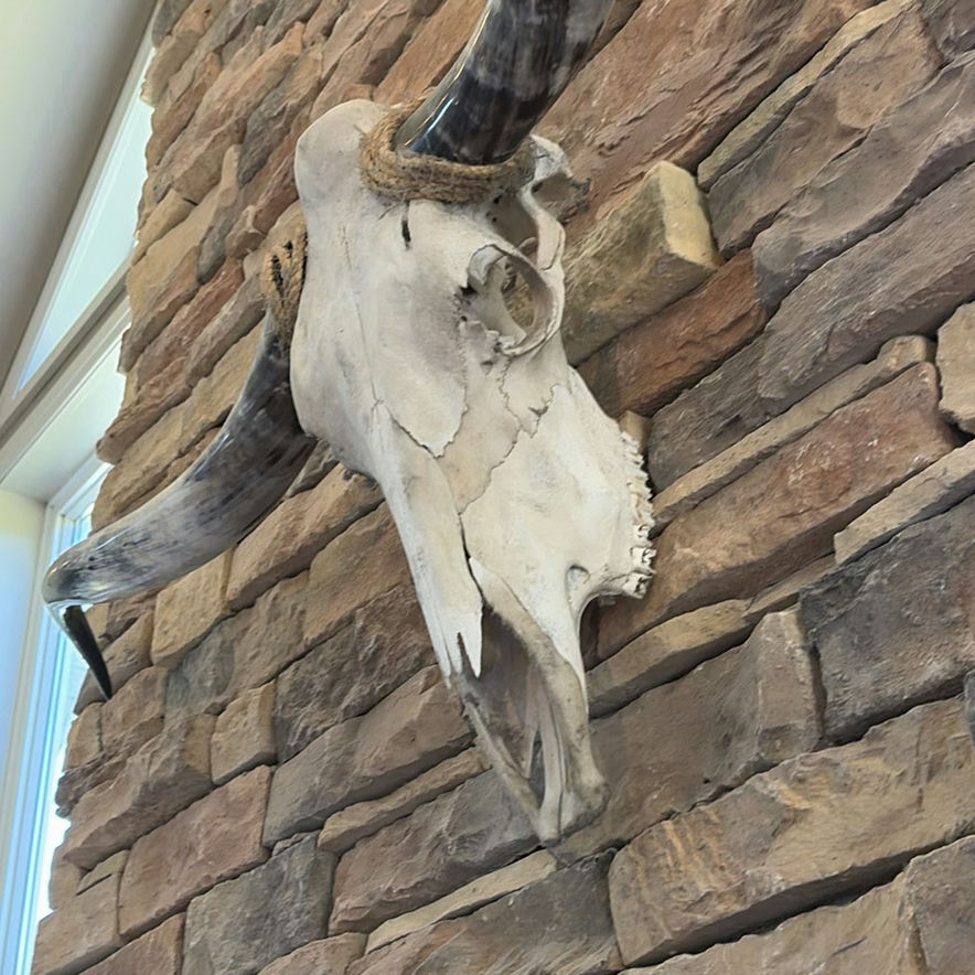 Longhorn Skull - image 5 of 9