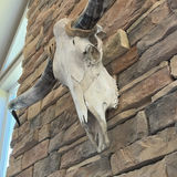 Longhorn Skull - thumbnail 5 of 9