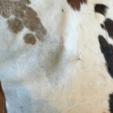 Cowhide Area Rug - thumbnail 11 of 16