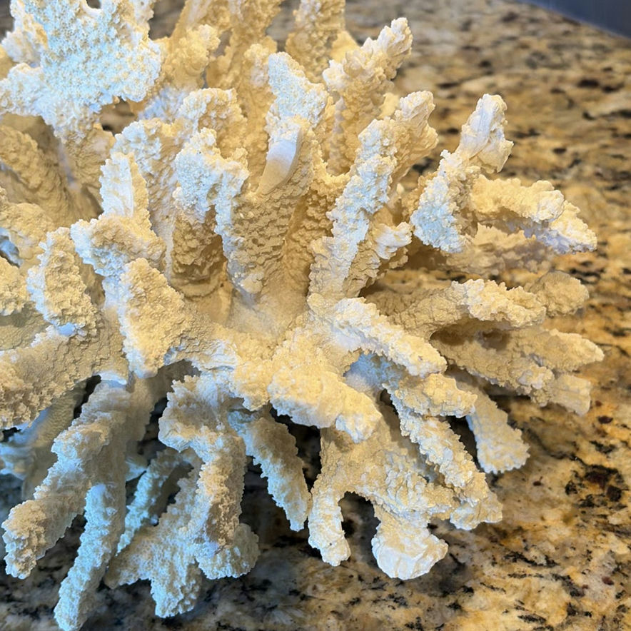 White Coral Decorative Piece - image 4 of 7