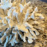 White Coral Decorative Piece - thumbnail 4 of 7
