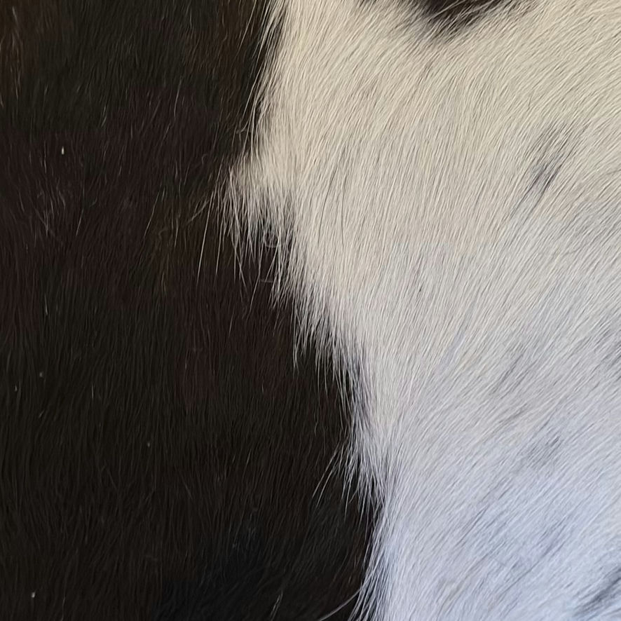 Black and White Cowhide Rug - image 9 of 10