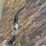 Longhorn Skull - thumbnail 3 of 9