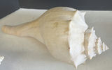 Assorted Seashells, Glass Dishes, and Ceramic Serving Pieces - thumbnail 4 of 14