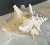 Assorted Seashells, Glass Dishes, and Ceramic Serving Pieces - thumbnail 3 of 14