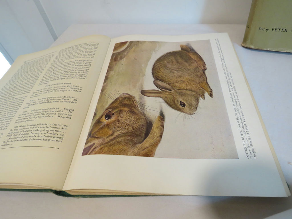 Nature Books Shorebirds and Aububon's Animals - image 7 of 8