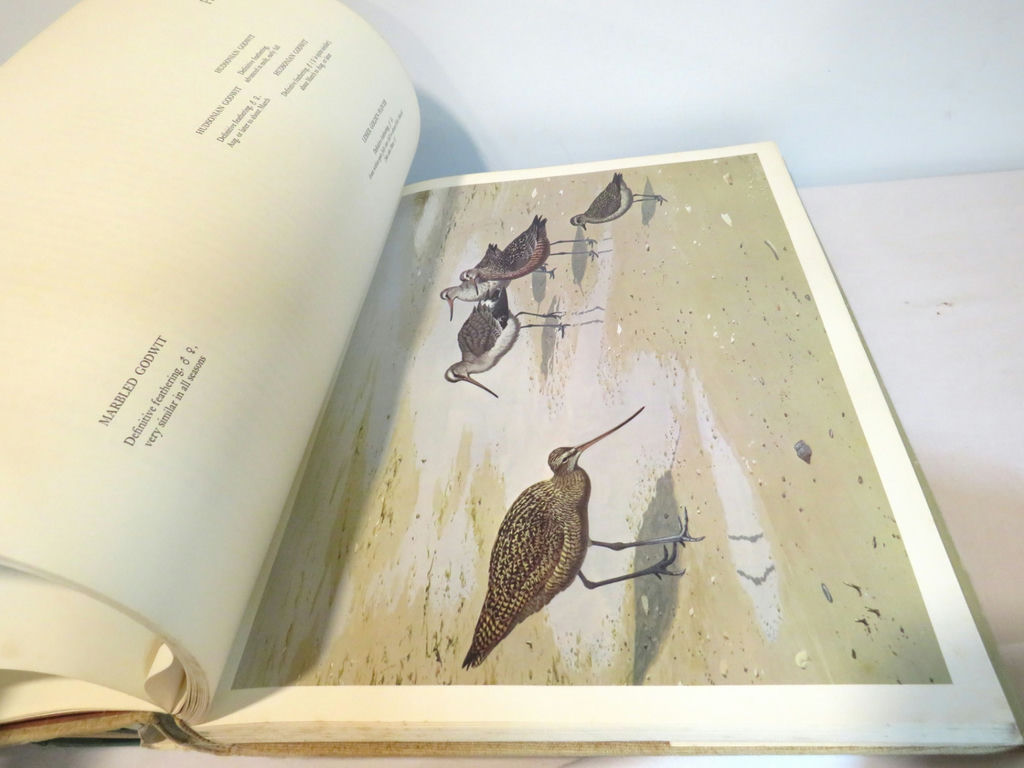 Nature Books Shorebirds and Aububon's Animals - image 8 of 8